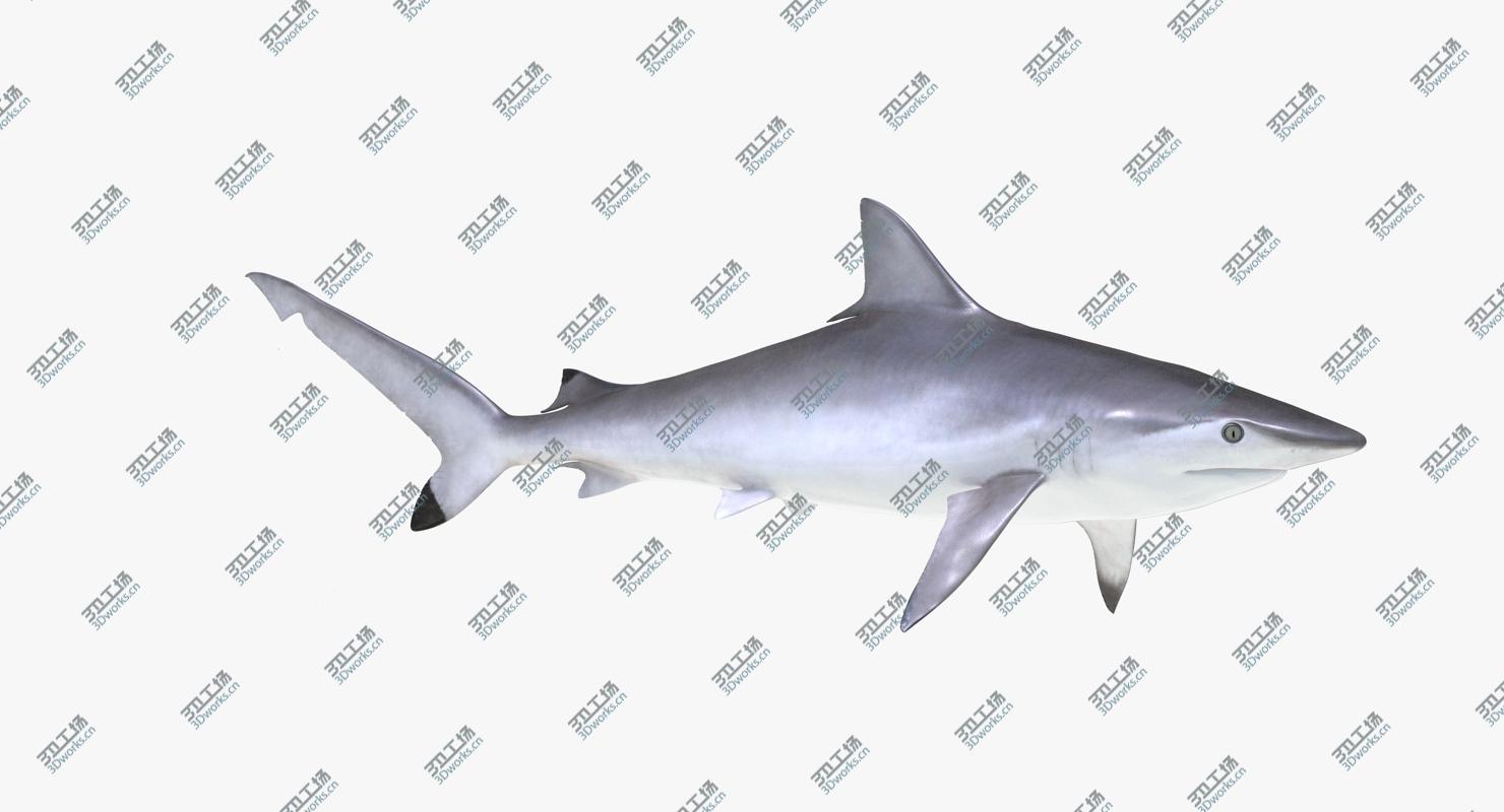 images/goods_img/2021040163/3D Rigged Sharks Big Collection/4.jpg